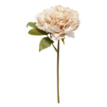 Indlæs billede til gallerivisning Pæon Stilk Light rose
